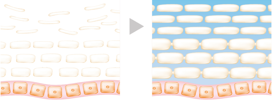 肌が紫外線や摩擦などのダメージを受けても、健やかな肌が続く