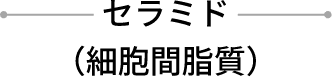 セラミド（細胞間脂質）