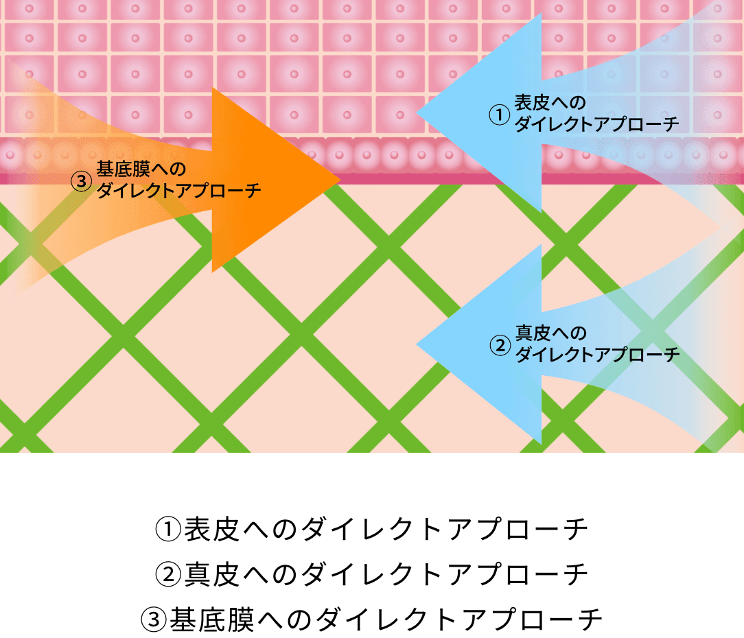 ①表皮へのダイレクトアプローチ ②真皮へのダイレクトアプローチ ③基底膜へのダイレクトアプローチ