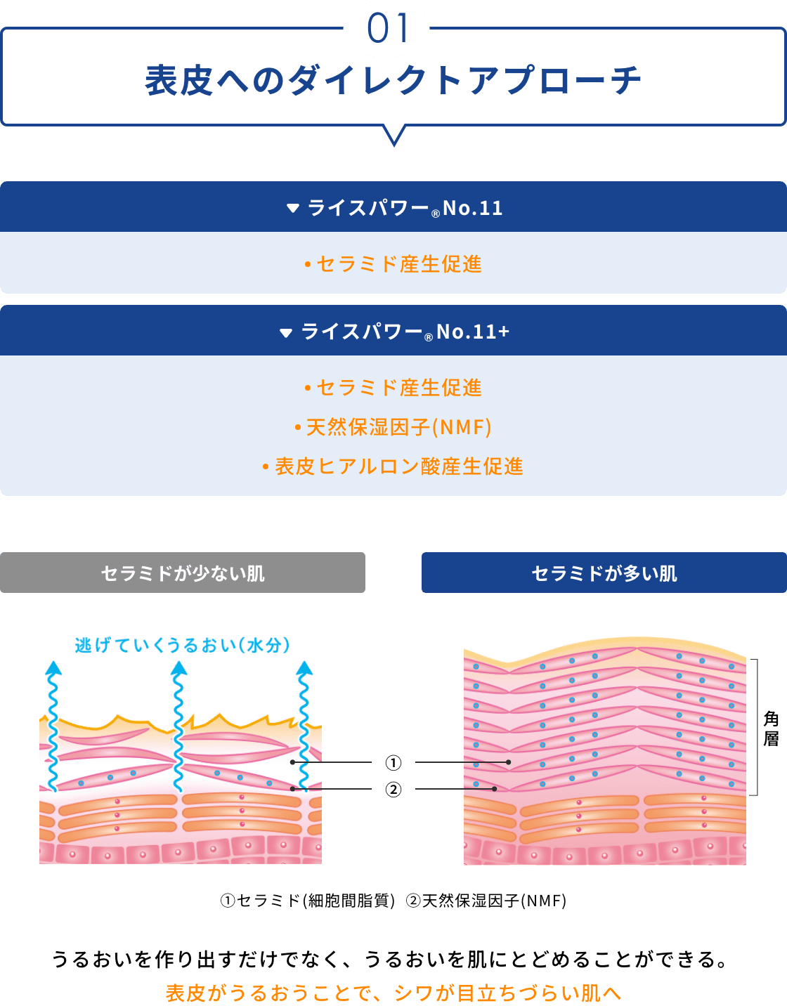 01 表皮へのダイレクトアプローチ