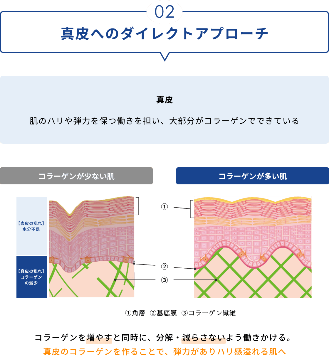 02 真皮へのダイレクトアプローチ