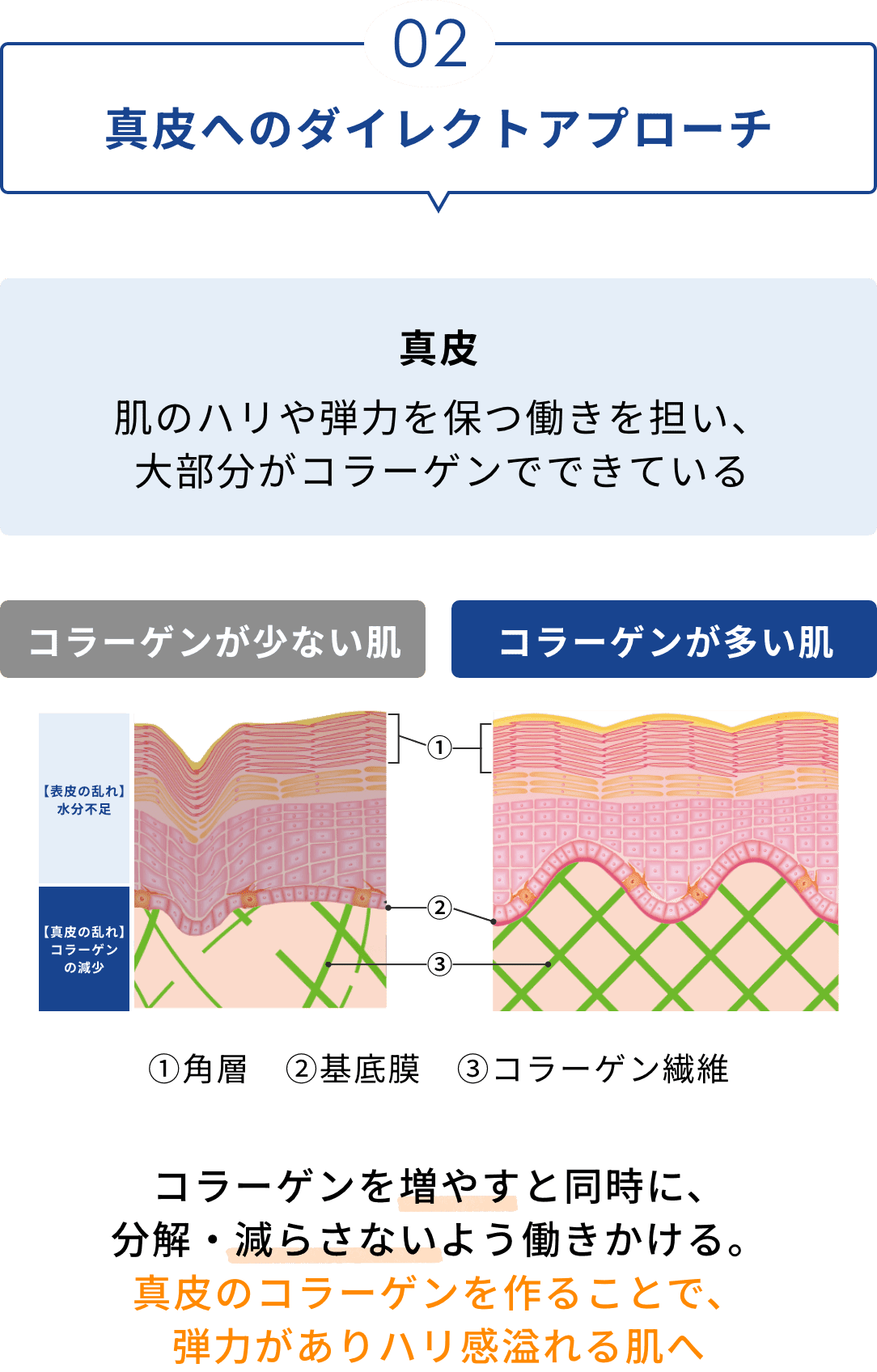 02 真皮へのダイレクトアプローチ