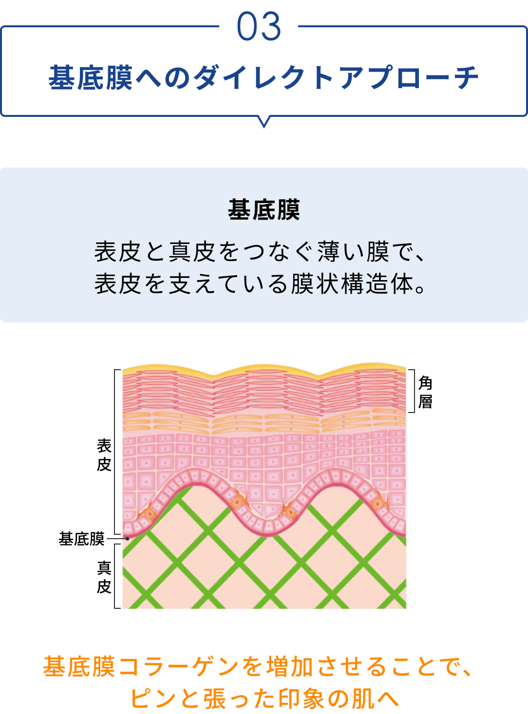 03 基底膜へのダイレクトアプローチ