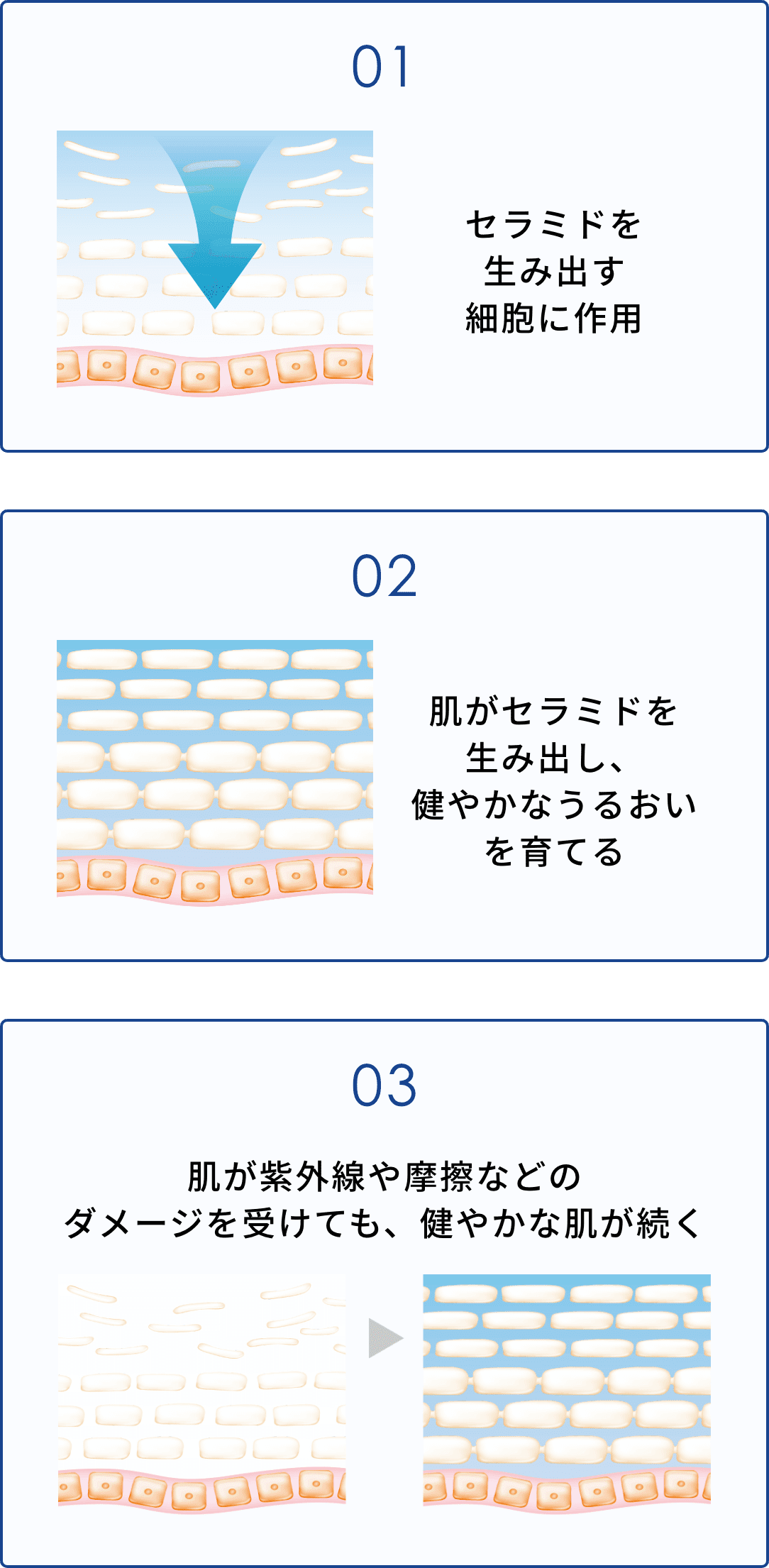 01 セラミドを生み出す細胞に作用、02 肌がセラミドを生み出し、健やかなうるおいを育てる、03 肌が紫外線や摩擦などのダメージを受けても、健やかな肌が続く