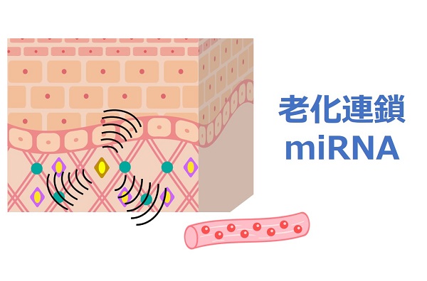 肌の老化を拡げる「老化連鎖miRNA」を発見<span class="filesize__info">PDF:642KB</span>