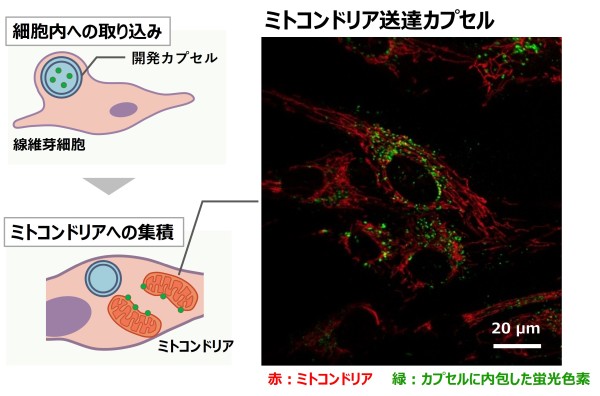 ミトコンドリアに化粧品成分を届けるカプセルを開発<span class="filesize__info">PDF:343KB</span>