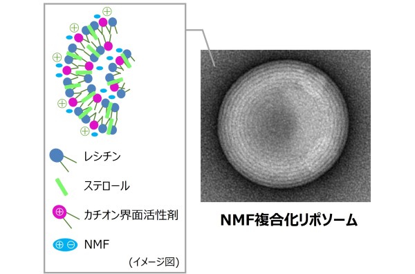 「保湿してもすぐ乾く」に向けた保湿のデュアルアクション
「NMF複合化リポソーム」を開発<span class="filesize__info">PDF:387KB</span>