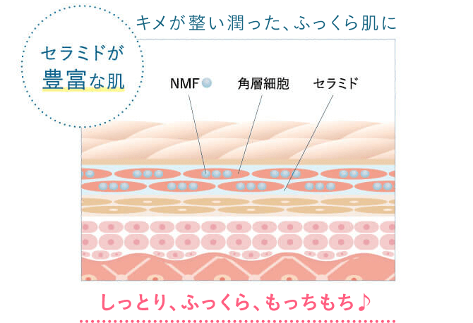 キメが整い潤った、ふっくら肌のイメージ